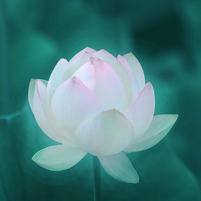 Fleur de lotus sur fond émeraude