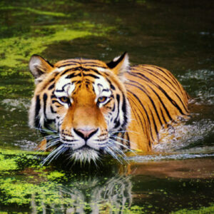 Tigre dans l'eau